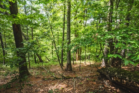 Offering #3 - Wooded Recreational Land for Sale in Riner VA - image 19