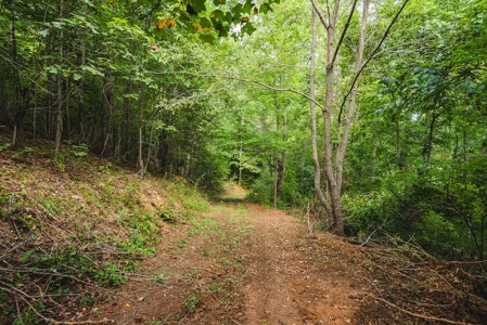Offering #3 - Wooded Recreational Land for Sale in Riner VA - image 16