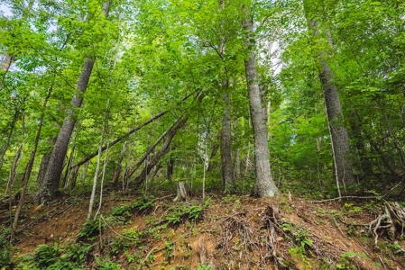Offering #3 - Wooded Recreational Land for Sale in Riner VA - image 30