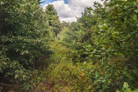 Offering #3 - Wooded Recreational Land for Sale in Riner VA - image 2
