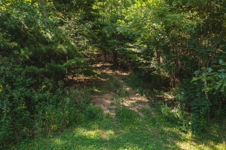 Offering #4 - Wooded Land for Sale in Riner VA - image 5