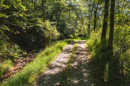 Offering #4 - Wooded Land for Sale in Riner VA - image 14