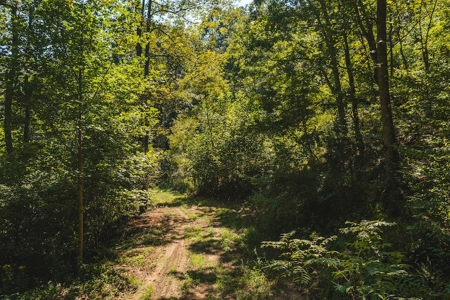 Offering #4 - Wooded Land for Sale in Riner VA - image 8