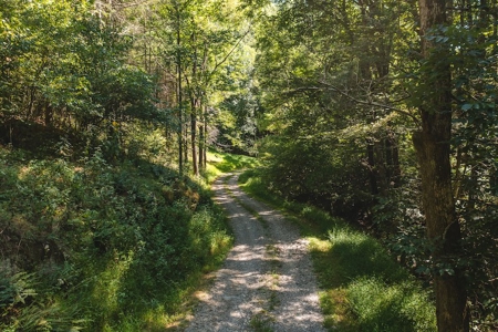 Offering #4 - Wooded Land for Sale in Riner VA - image 13