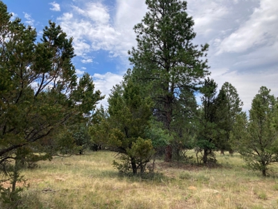 Lot For Sale In Ridgway, Colorado - image 1