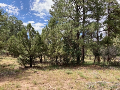 Lot For Sale In Ridgway, Colorado - image 4