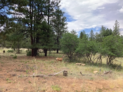 Lot For Sale In Ridgway, Colorado - image 9