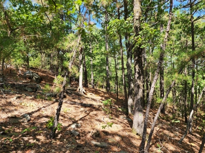 48.5 Acre Off-Grid Cabin Building Location – Owner Financing - image 8
