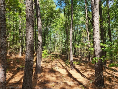 48.5 Acre Off-Grid Cabin Building Location – Owner Financing - image 9