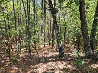 48.5 Acre Off-Grid Cabin Building Location – Owner Financing - image 7