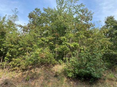 Land For Sale In Tn, 6.25 Acres+/-, Paved Rd Front - image 6