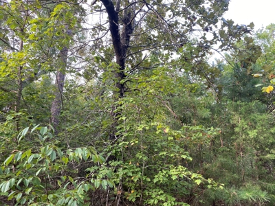 Land For Sale In Tn, 6.25 Acres+/-, Paved Rd Front - image 11