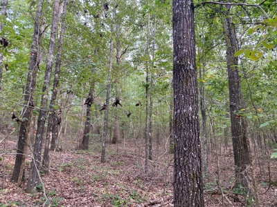Land For Sale In Tn, 5 Acres+/-, Nice Building Site - image 12