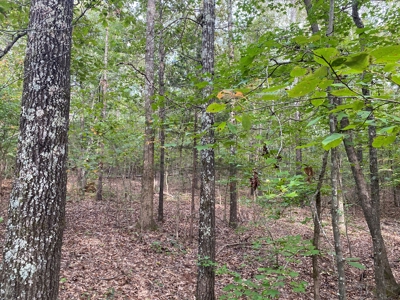 Land For Sale In Tn, 5 Acres+/-, Nice Building Site - image 11