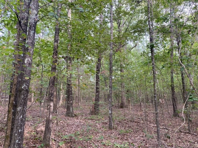 Land For Sale In Tn, 5 Acres+/-, Nice Building Site - image 14