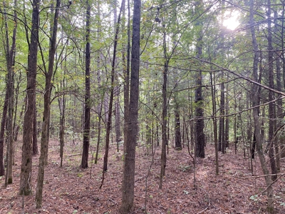 Land For Sale In Tn, 5 Acres+/-, Nice Building Site - image 19