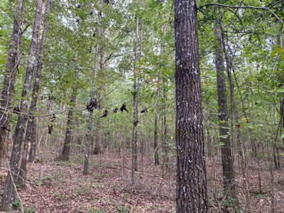 Land For Sale In Tn, 5 Acres+/-, Nice Building Site - image 13