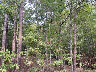 Land For Sale In Tn, 5 Acres+/-, Nice Building Site - image 7