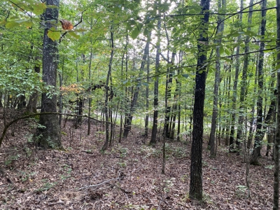 Land For Sale In Tn, 5 Acres+/-, Nice Building Site - image 16