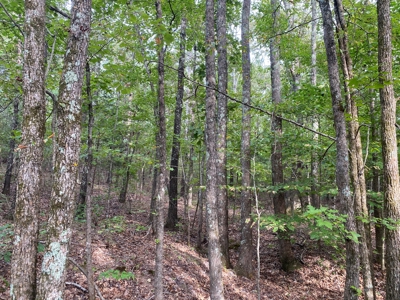 Land For Sale In Tn, 5 Acres+/-, Nice Building Site - image 9