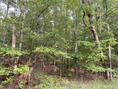 Land For Sale In Tn, 5 Acres+/-, Nice Building Site - image 8
