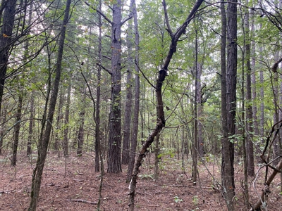 Land For Sale In Tn, 5 Acres+/-, Nice Building Site - image 24