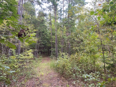 Land For Sale In Tn, 5 Acres+/-, Nice Building Site - image 3