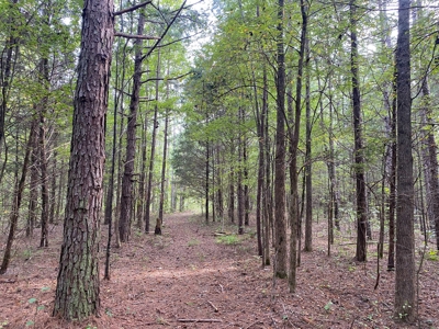 Land For Sale In Tn, 5 Acres+/-, Nice Building Site - image 2