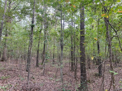 Land For Sale In Tn, 5 Acres+/-, Nice Building Site - image 15