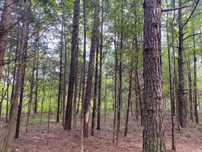 Land For Sale In Tn, 5 Acres+/-, Nice Building Site - image 18