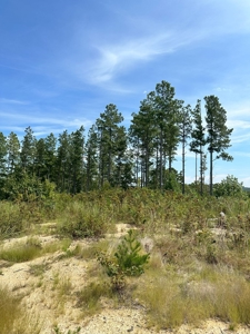 Land of Opportunities: 138 Acres in Stonewall, Concord, VA - image 8