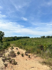 Land of Opportunities: 138 Acres in Stonewall, Concord, VA - image 10
