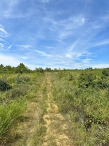 Land of Opportunities: 138 Acres in Stonewall, Concord, VA - image 17