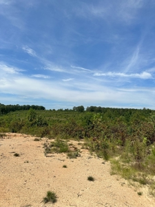 Land of Opportunities: 138 Acres in Stonewall, Concord, VA - image 6