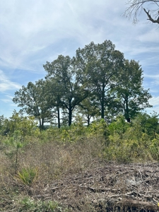 Land of Opportunities: 138 Acres in Stonewall, Concord, VA - image 4