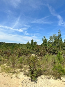 Land of Opportunities: 138 Acres in Stonewall, Concord, VA - image 7