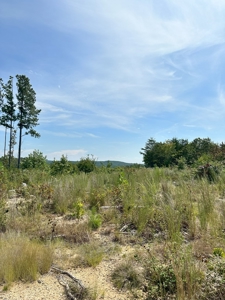 Land of Opportunities: 138 Acres in Stonewall, Concord, VA - image 9
