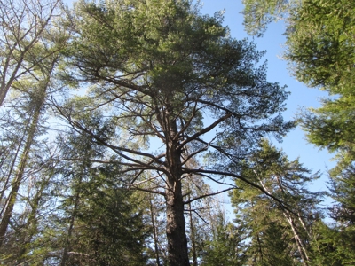Cabin In The Woods Of Maine - image 13