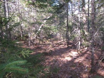 Cabin In The Woods Of Maine - image 15