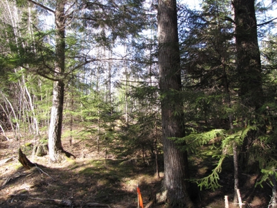 Cabin In The Woods Of Maine - image 20