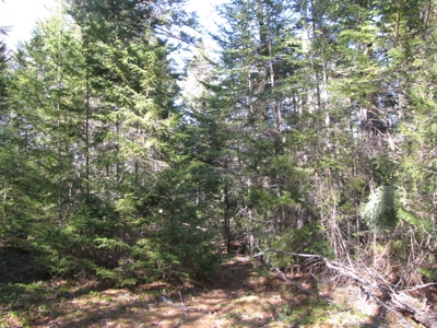 Cabin In The Woods Of Maine - image 14