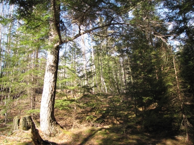 Cabin In The Woods Of Maine - image 21