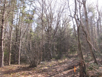 Cabin In The Woods Of Maine - image 24