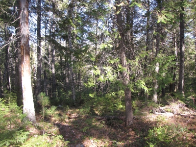 Cabin In The Woods Of Maine - image 12