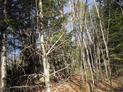 Cabin In The Woods Of Maine - image 22