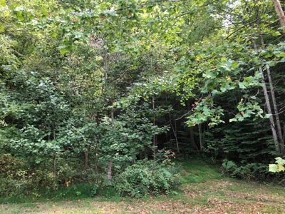 Scioto County Primitive Hunting Cabin - image 11