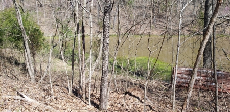 240 Keefer Road Corinth Ky. 41010 69 acres 2 homes, barn - image 21