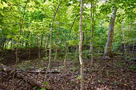 Crawford County Land for Sale - image 2