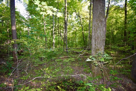 Crawford County Land for Sale - image 6