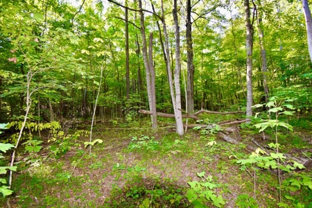 Crawford County Land for Sale - image 5